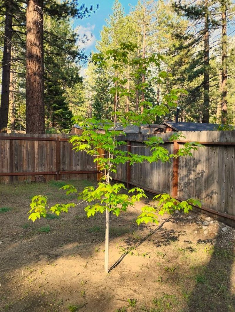 2520 Osborne Ave, South Lake Tahoe, CA 96150 Photo