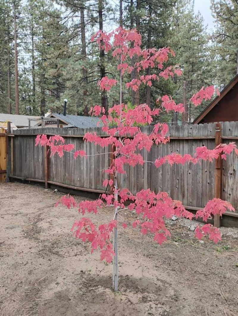 2520 Osborne Ave, South Lake Tahoe, CA 96150 Photo