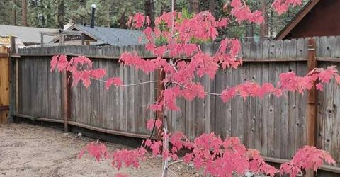 2520 Osborne Ave, South Lake Tahoe, CA 96150 Photo