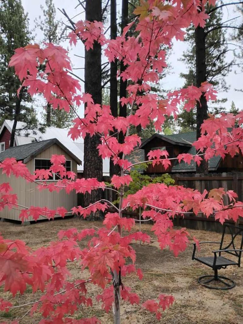 2520 Osborne Ave, South Lake Tahoe, CA 96150 Photo