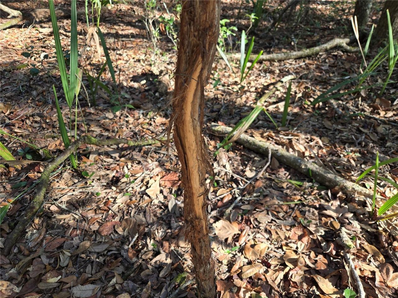 81 Clouds Ave, Interlachen, FL 32148 Photo