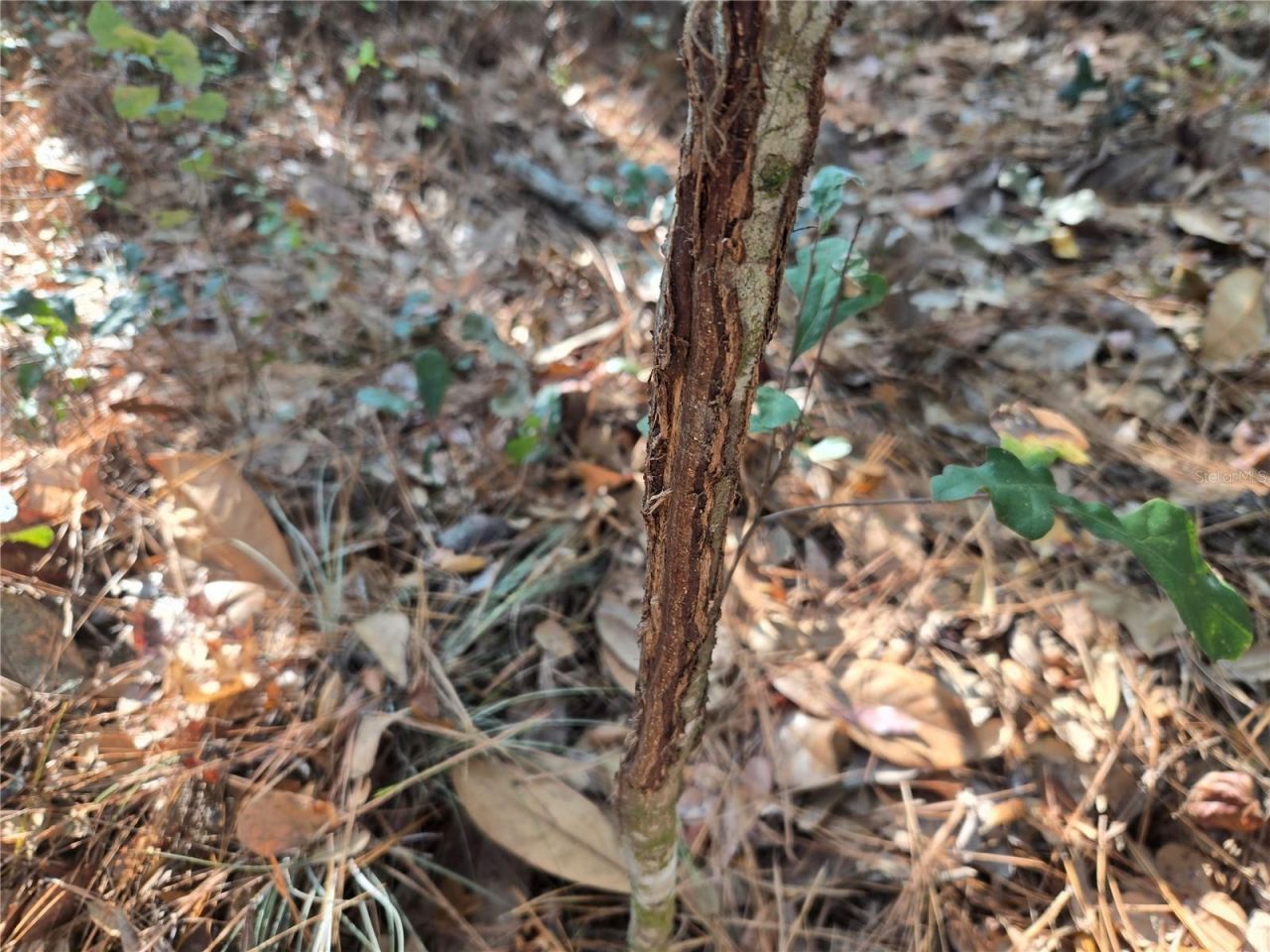 81 Clouds Ave, Interlachen, FL 32148 Photo