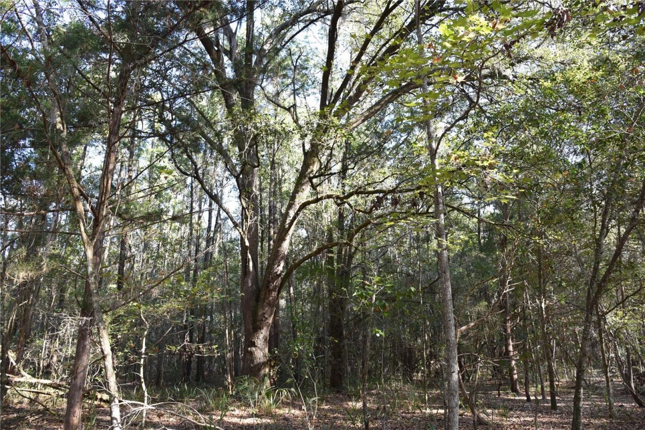 81 Clouds Ave, Interlachen, FL 32148 Photo