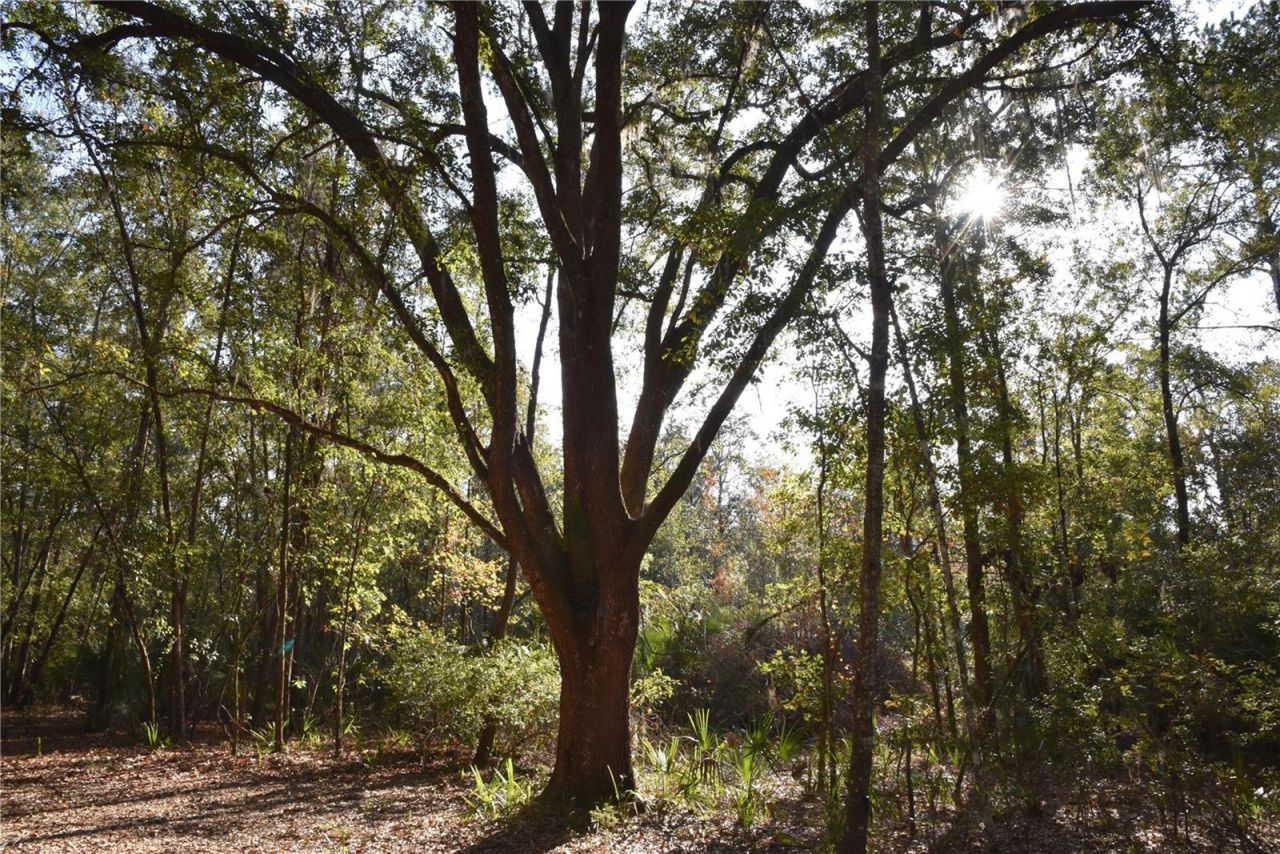 81 Clouds Ave, Interlachen, FL 32148 Photo