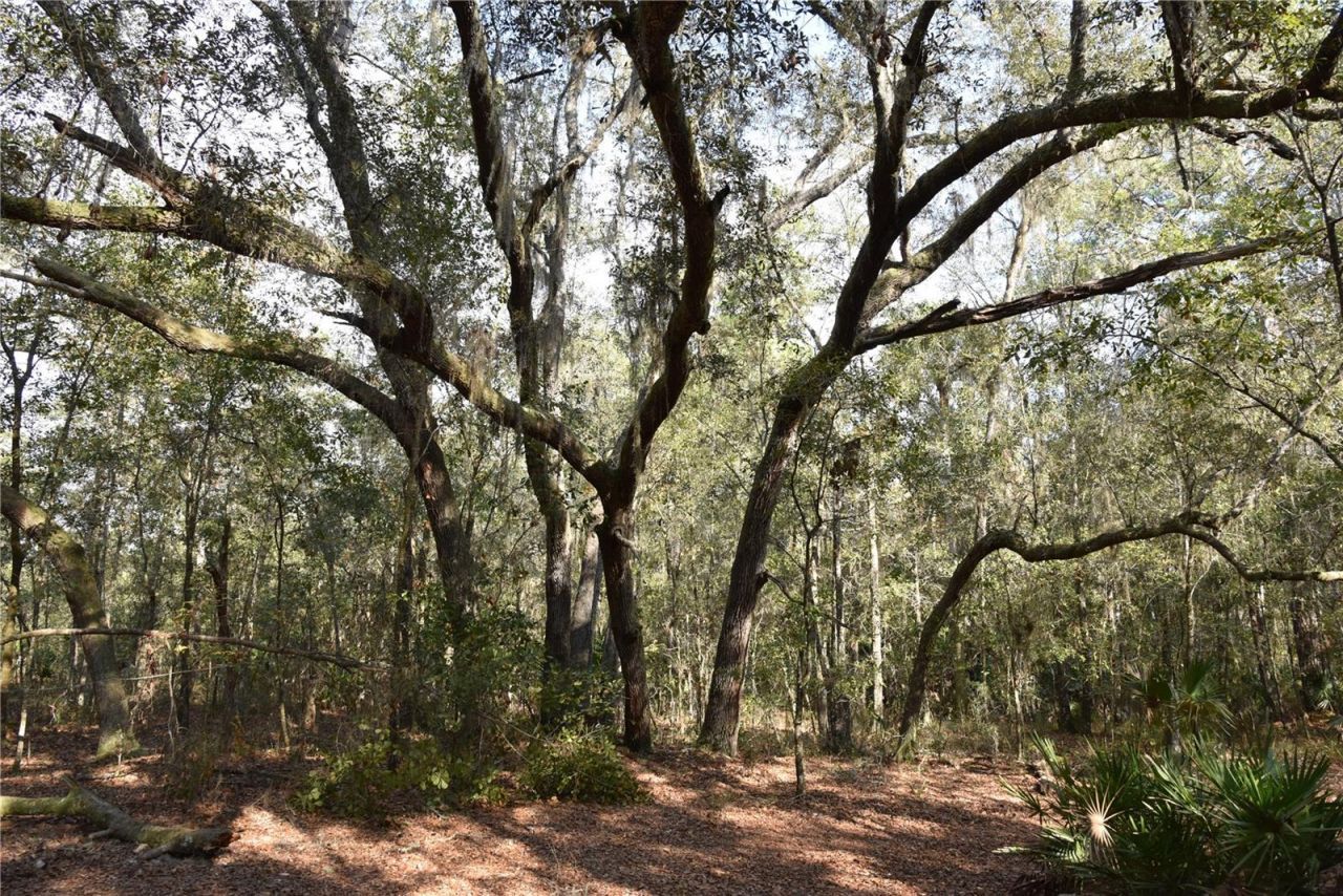 81 Clouds Ave, Interlachen, FL 32148 Photo