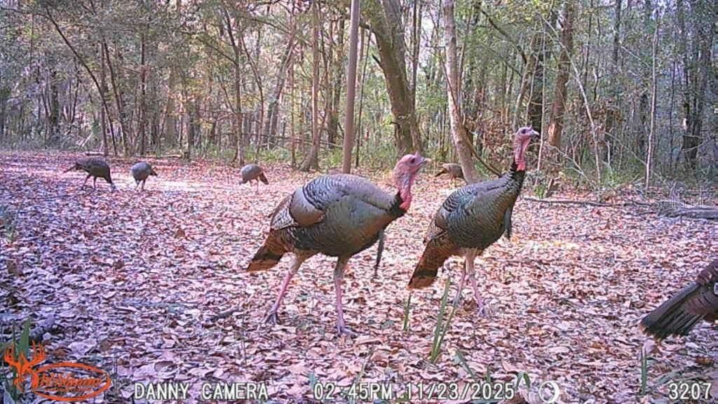 81 Clouds Ave, Interlachen, FL 32148 Photo