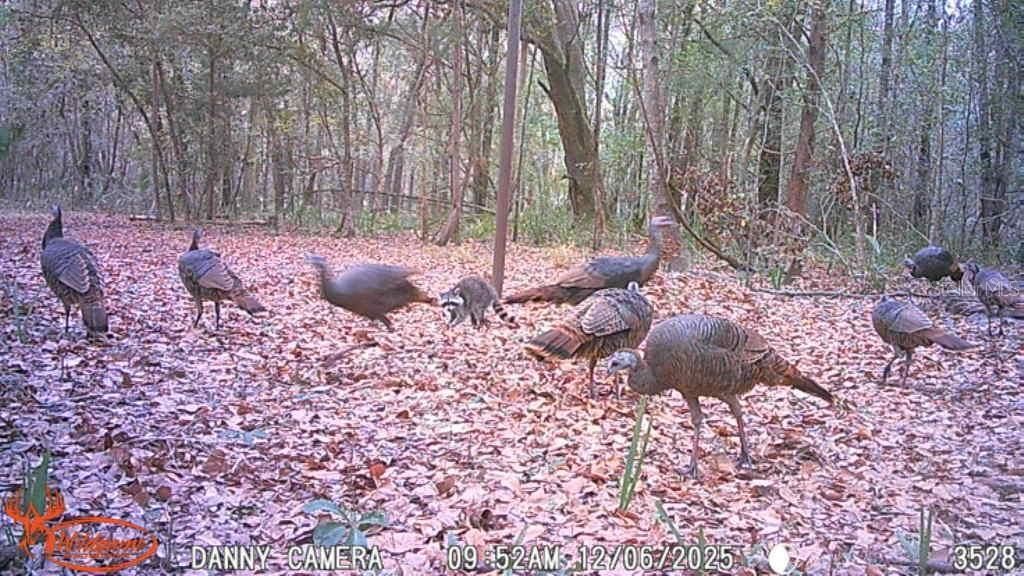 81 Clouds Ave, Interlachen, FL 32148 Photo