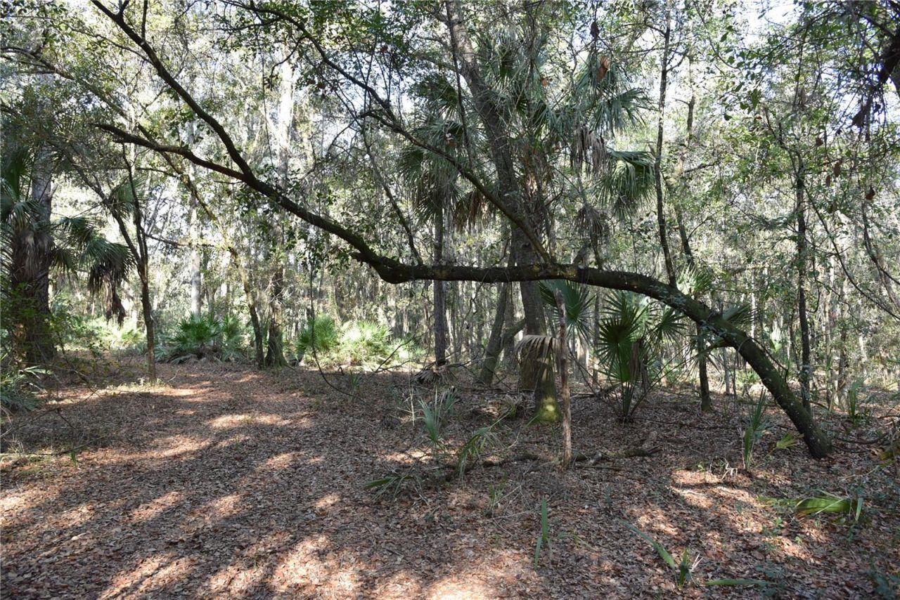 81 Clouds Ave, Interlachen, FL 32148 Photo