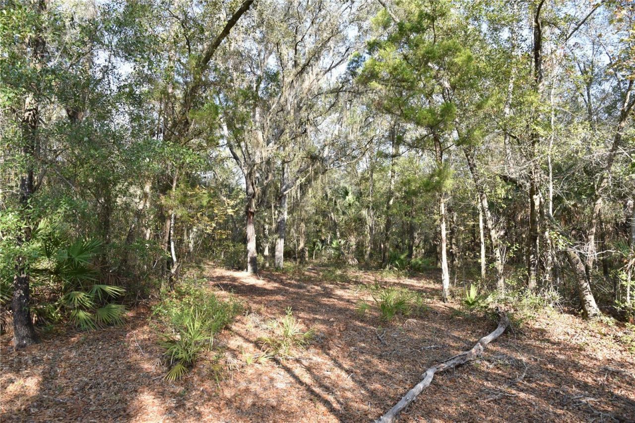 81 Clouds Ave, Interlachen, FL 32148 Photo