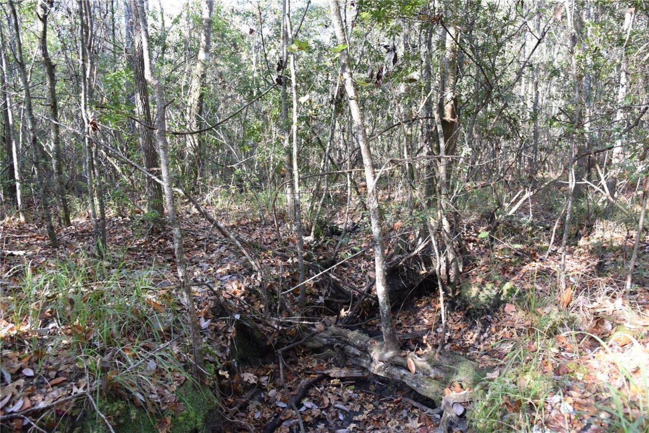 81 Clouds Ave, Interlachen, FL 32148 Photo