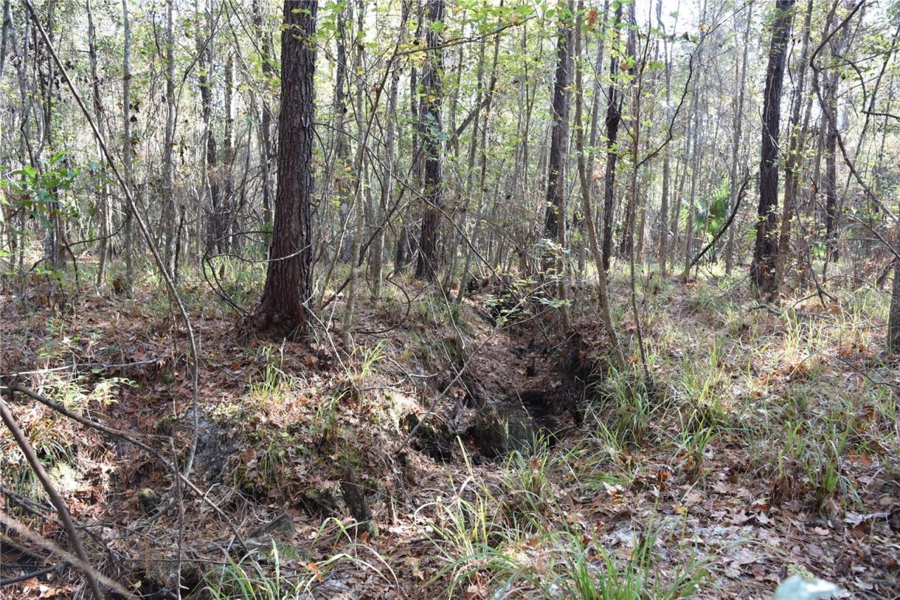 81 Clouds Ave, Interlachen, FL 32148 Photo