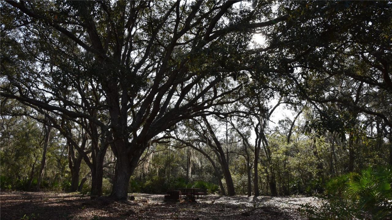 81 Clouds Ave, Interlachen, FL 32148 Photo