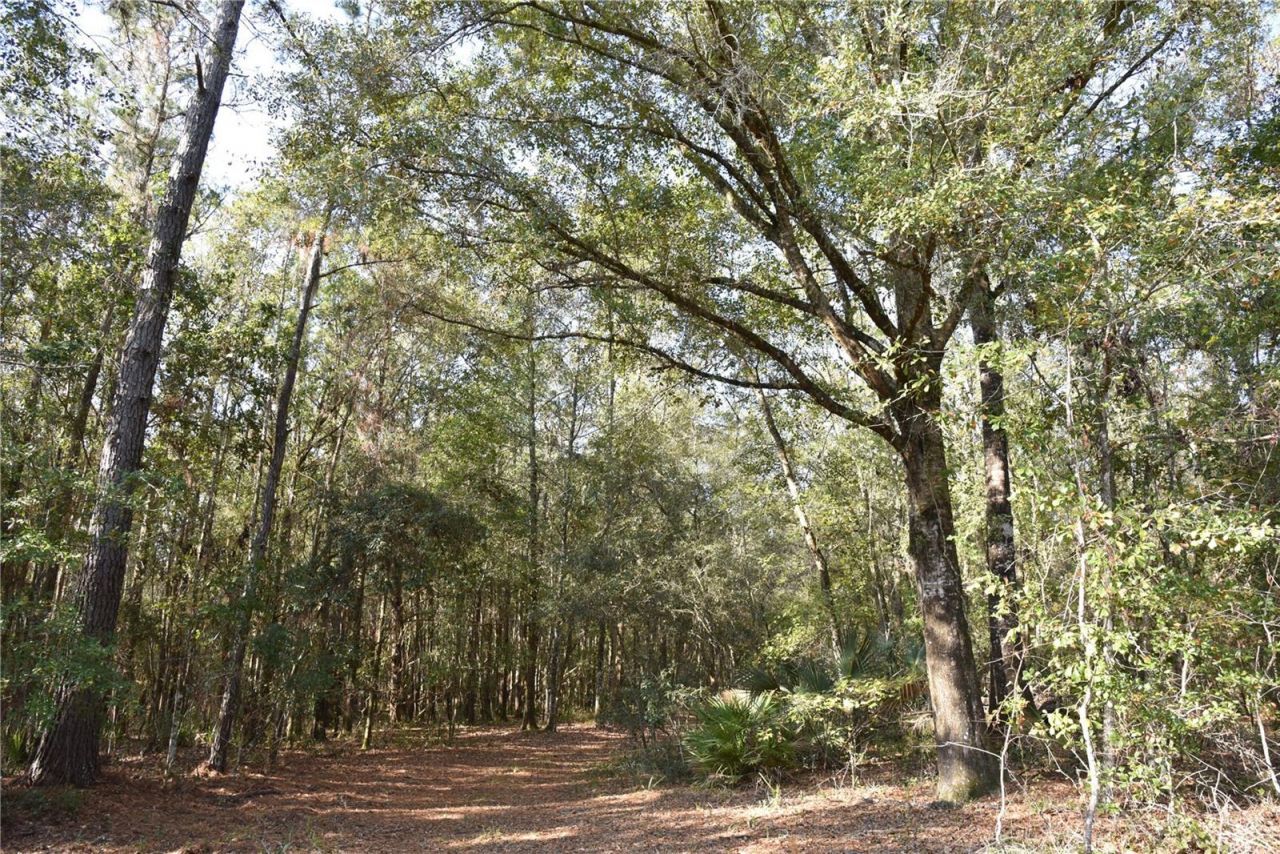 81 Clouds Ave, Interlachen, FL 32148 Photo