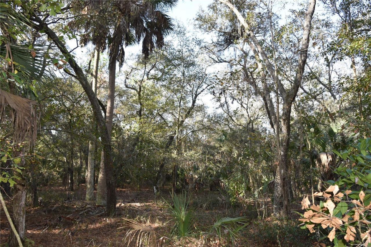 81 Clouds Ave, Interlachen, FL 32148 Photo