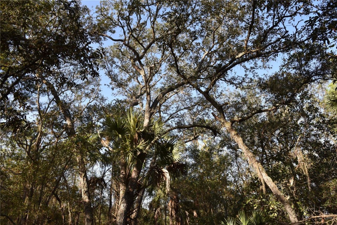 81 Clouds Ave, Interlachen, FL 32148 Photo