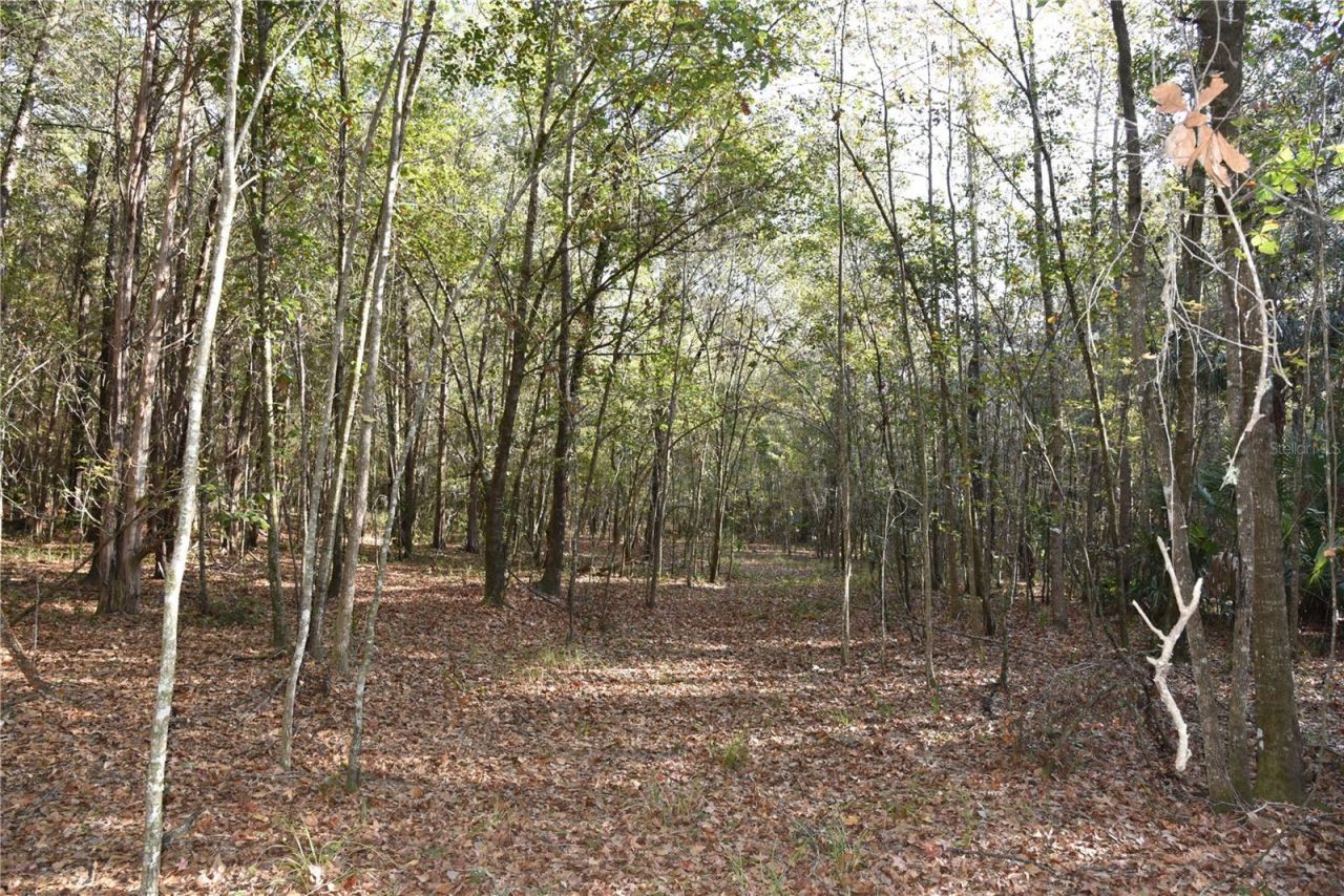 81 Clouds Ave, Interlachen, FL 32148 Photo