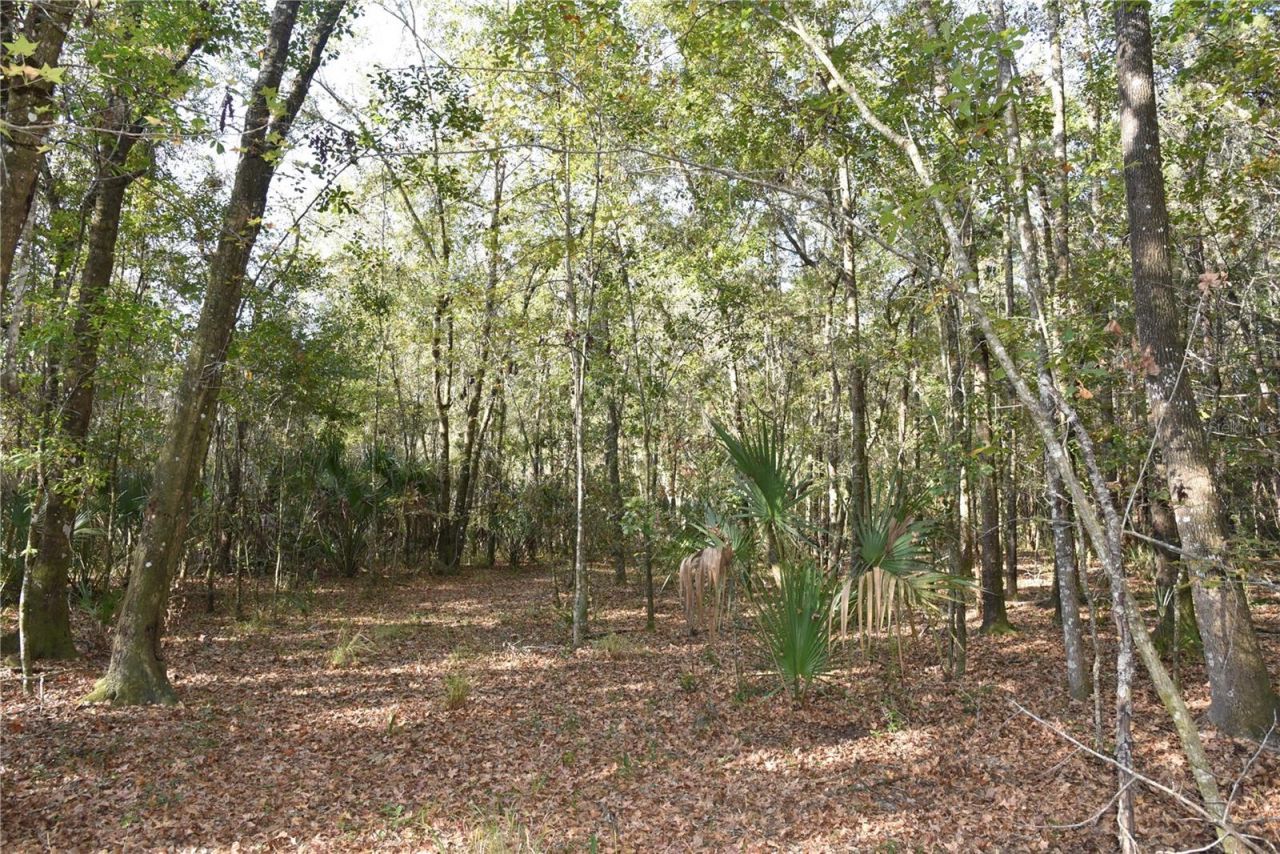 81 Clouds Ave, Interlachen, FL 32148 Photo