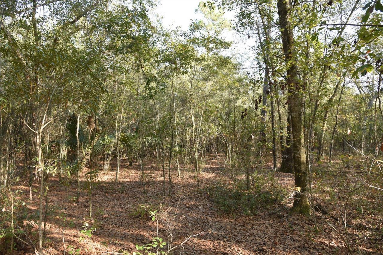 81 Clouds Ave, Interlachen, FL 32148 Photo