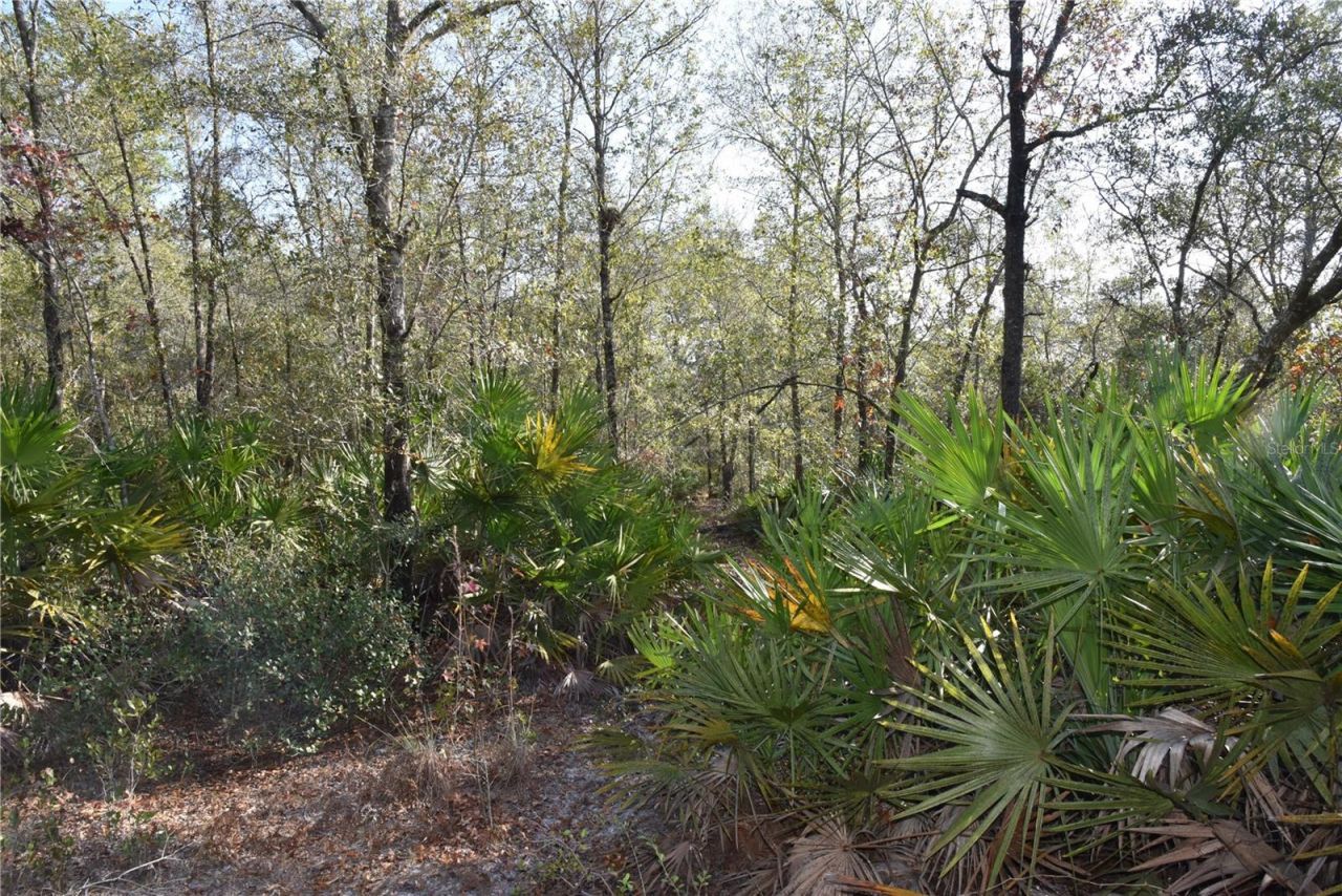 81 Clouds Ave, Interlachen, FL 32148 Photo