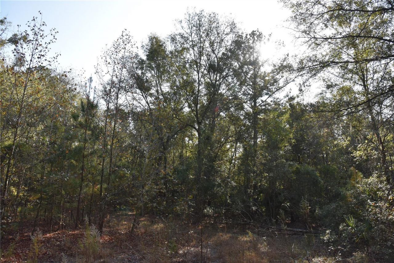 81 Clouds Ave, Interlachen, FL 32148 Photo