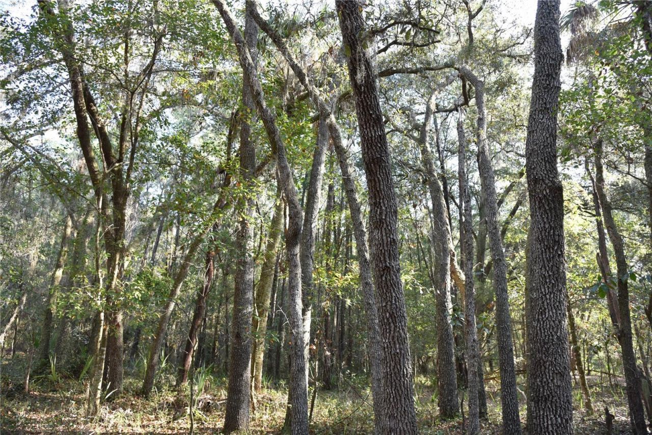 81 Clouds Ave, Interlachen, FL 32148 Photo