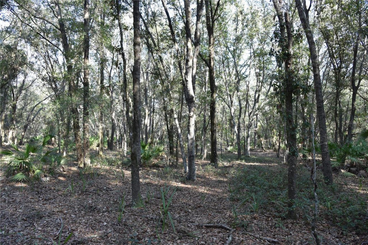 81 Clouds Ave, Interlachen, FL 32148 Photo