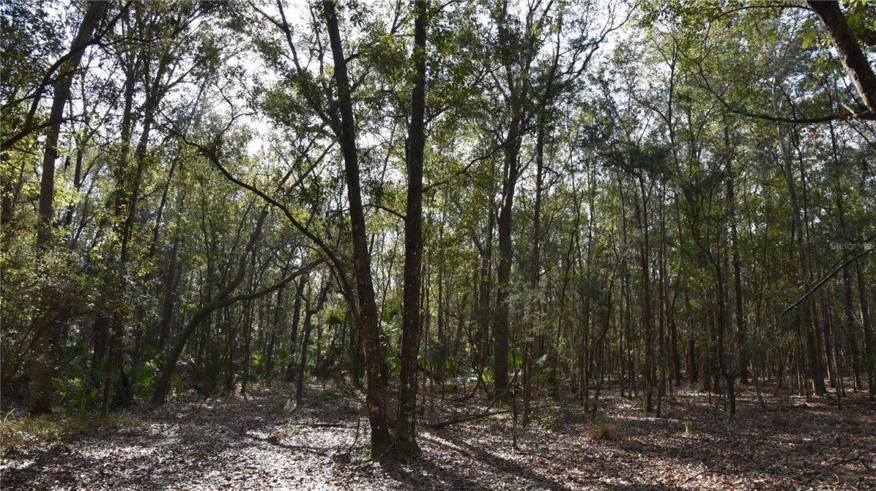 81 Clouds Ave, Interlachen, FL 32148 Photo