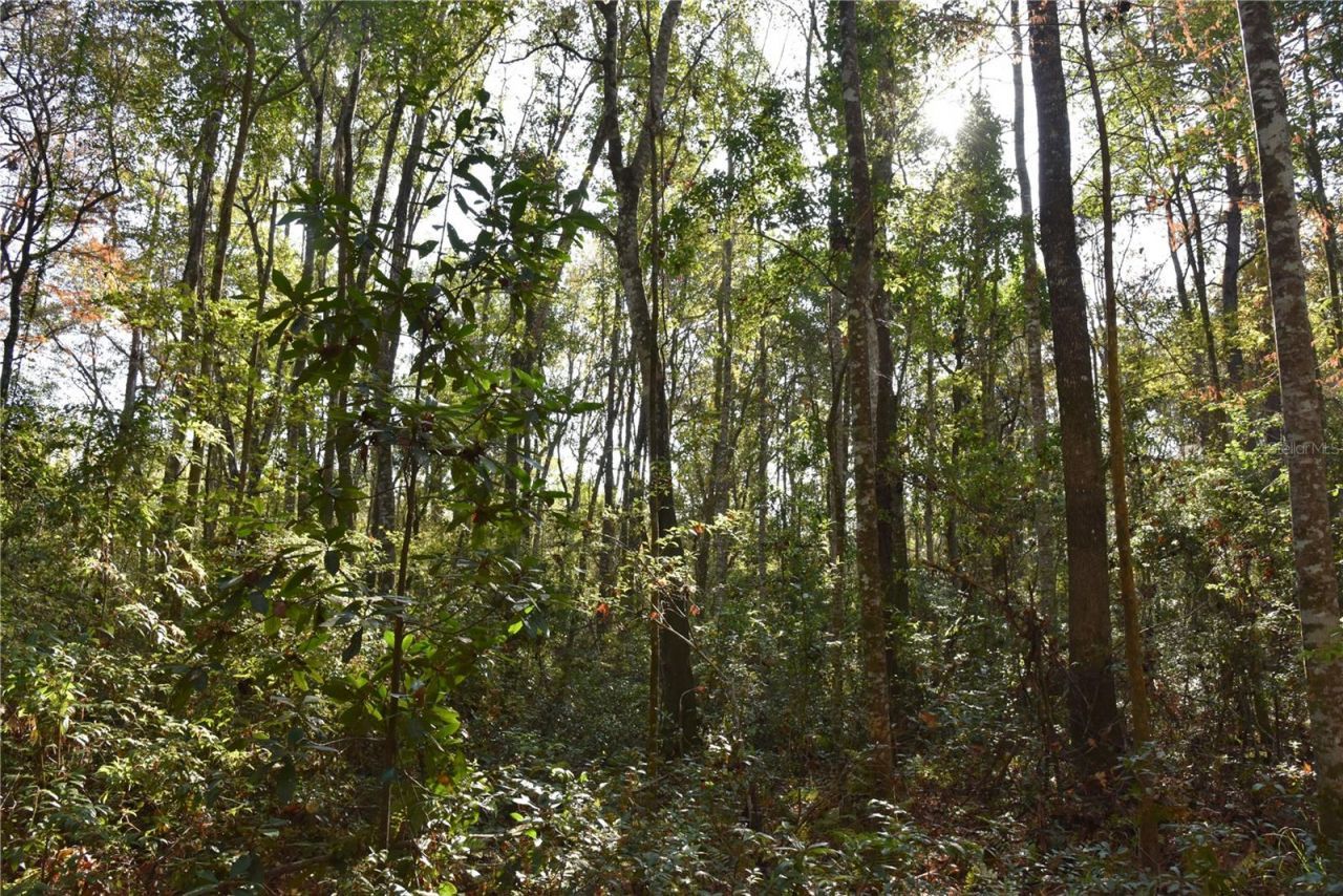 81 Clouds Ave, Interlachen, FL 32148 Photo