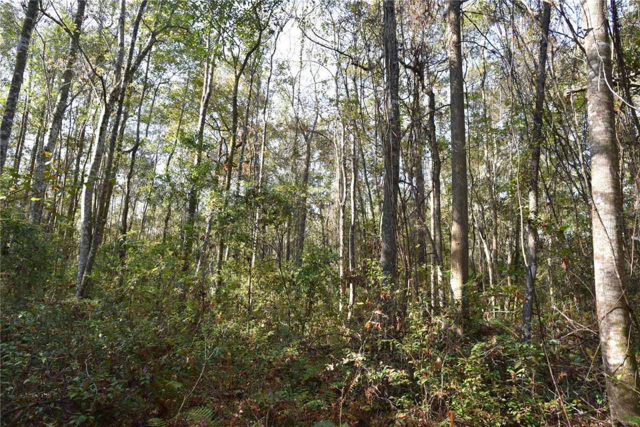 81 Clouds Ave, Interlachen, FL 32148 Photo