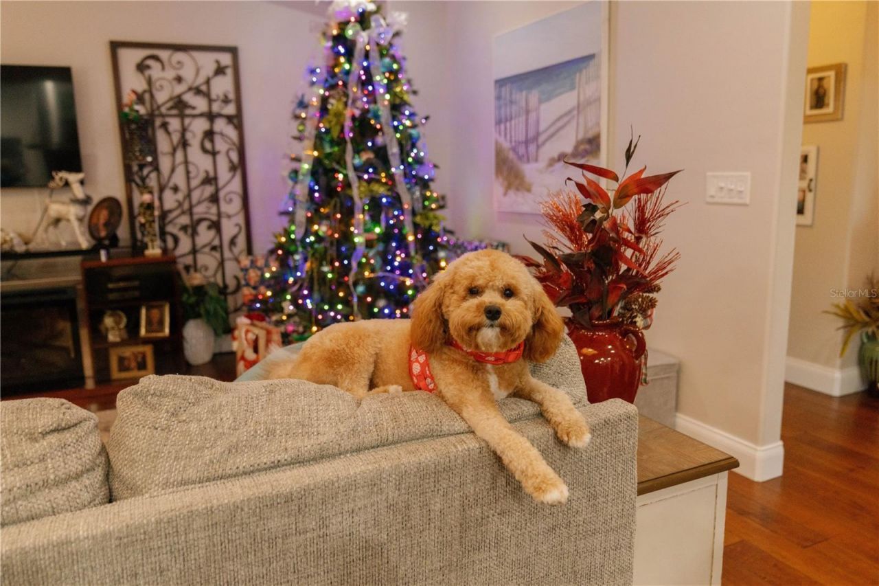 537 Woodlawn Cemetery Road, Gotha, FL 34734 Photo