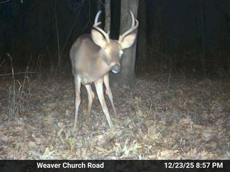 33056 Weaver Church Road, Albany, OH 45710 Photo 5