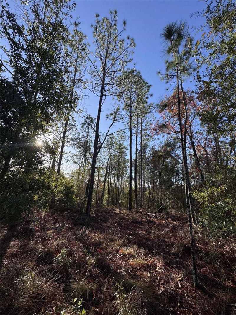 103rd Drive, O Brien, FL 32071 Photo