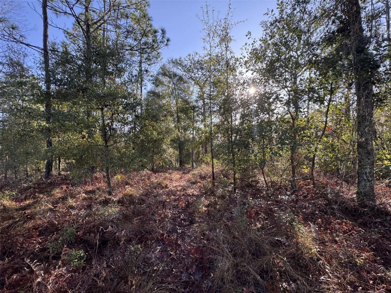 103rd Drive, O Brien, FL 32071 Photo