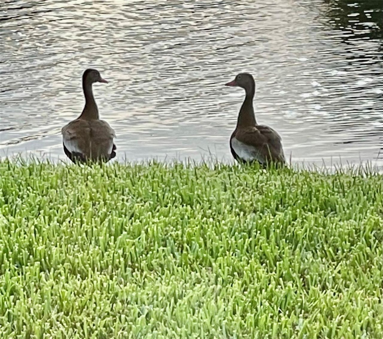 10114 Highland Park Place, Palmetto, FL 34221 Photo