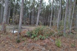 00 St Rd S-15-50 Bent Gate Lane photo 4