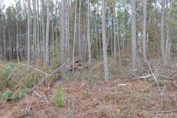 00 St Rd S-15-50 Bent Gate Lane photo 4