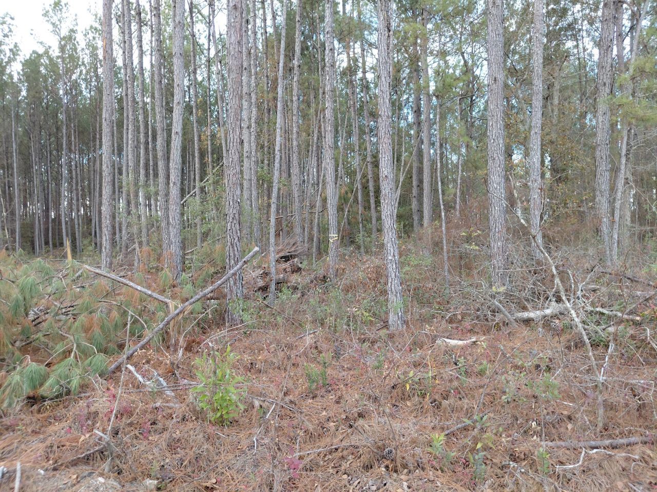 00 St Rd S-15-50 Bent Gate Lane Photo 6