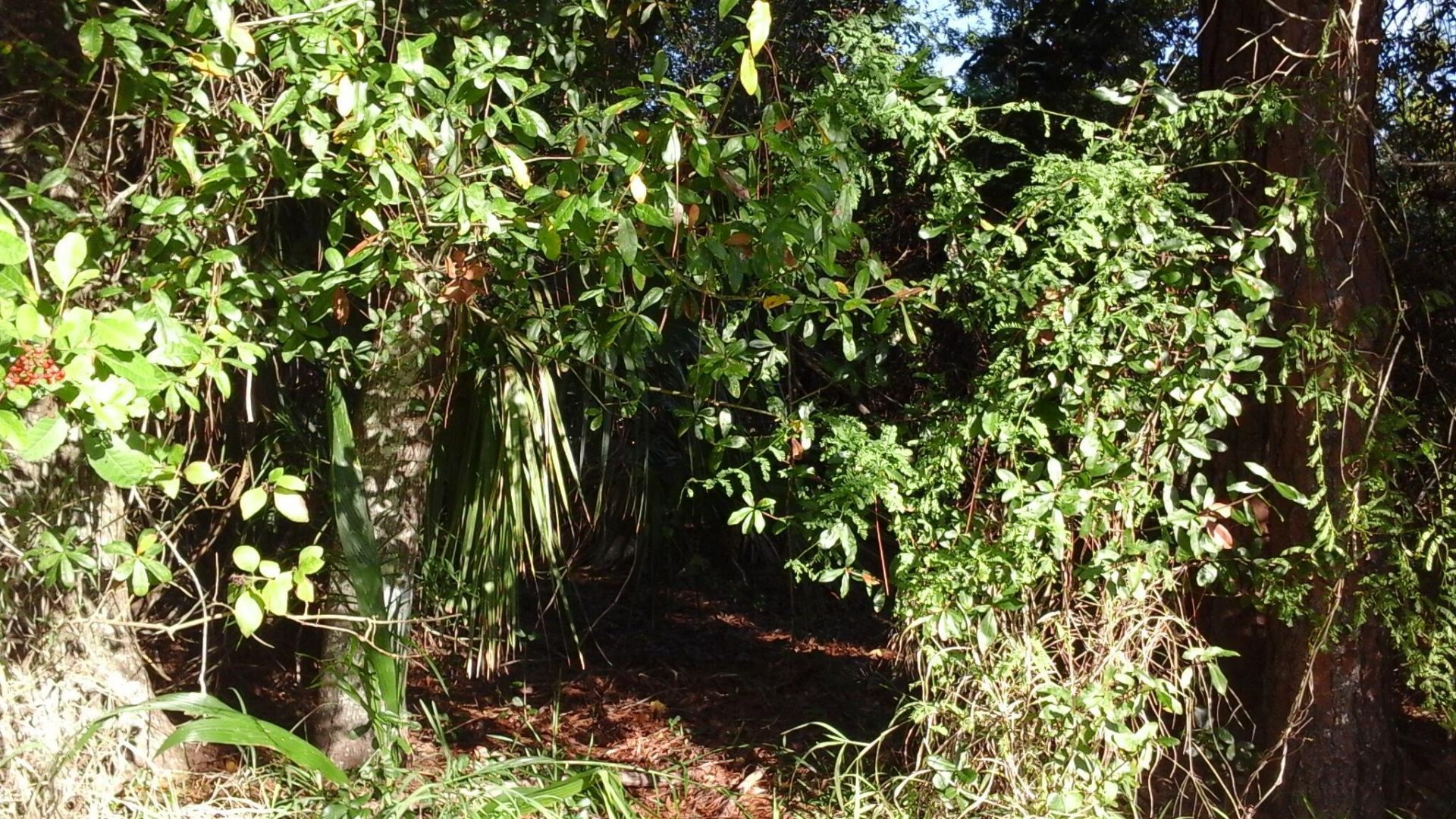 737 Benedictine Terrace, Sebastian, FL 32958 Photo