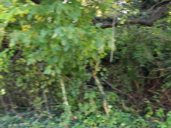 26519 3 BRIDGES ROAD, FEDERALSBURG, MD 21632
