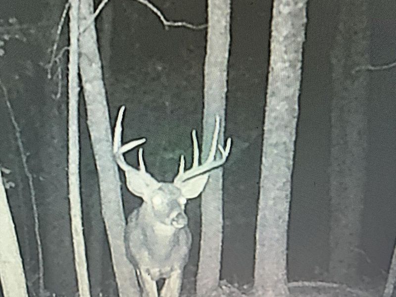 1078 Hamilton Road, Brooksville, KY 41004 Photo 43