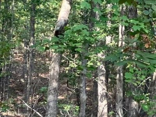 184 Madison CR 410, Fredericktown, MO 63645