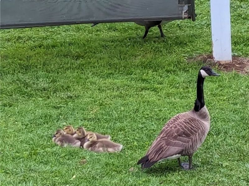 3924 Webb Lane, Stockport, OH 43787 Photo 26