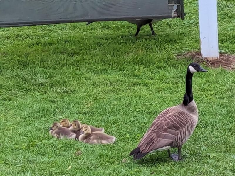 3924 Webb Lane, Stockport, OH 43787 Photo 32