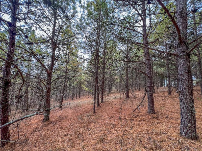 0 Oakland Church Road , Chandlersville, OH 43727 Photo 6