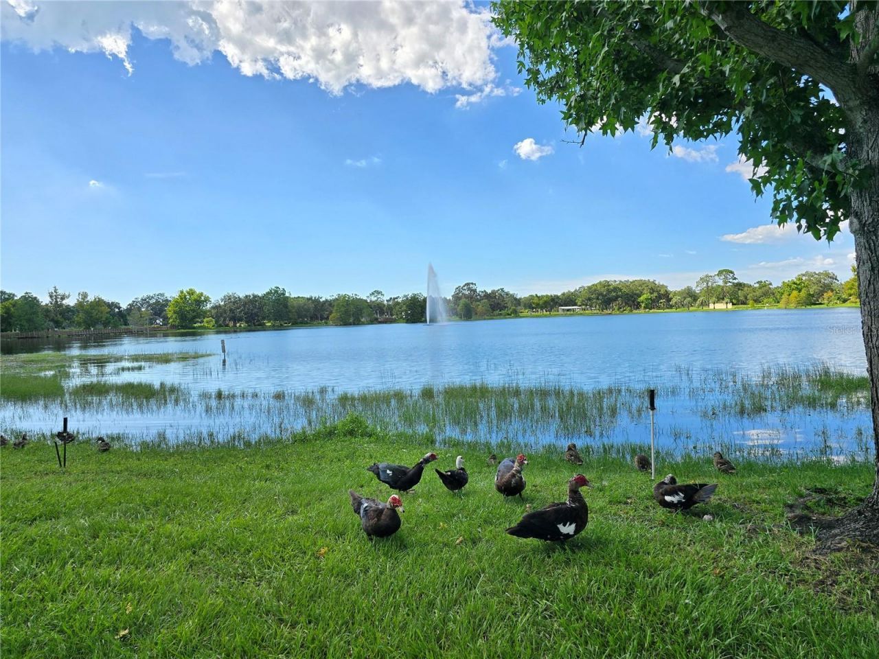 514 Brandon Avenue, Clearwater, FL 33765 Photo