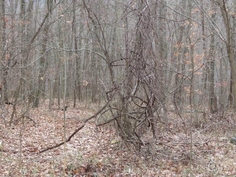 7730 Beavers Ridge Road, Piketon, OH 45661 Photo 13