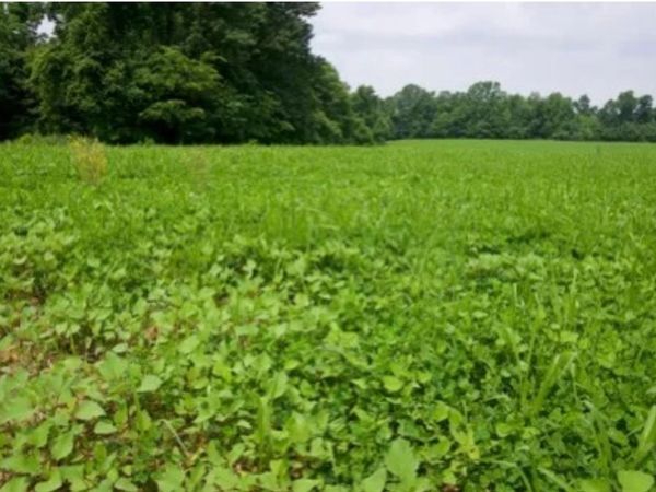 183 Acres Flint Springs Road 3 & 3 Flint Springs, Horse Branch, KY 42349