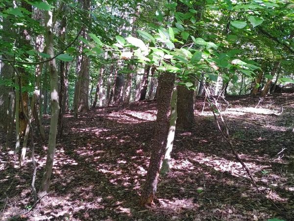 Lot 53 Ridgeway CT , Moneta, VA 24121