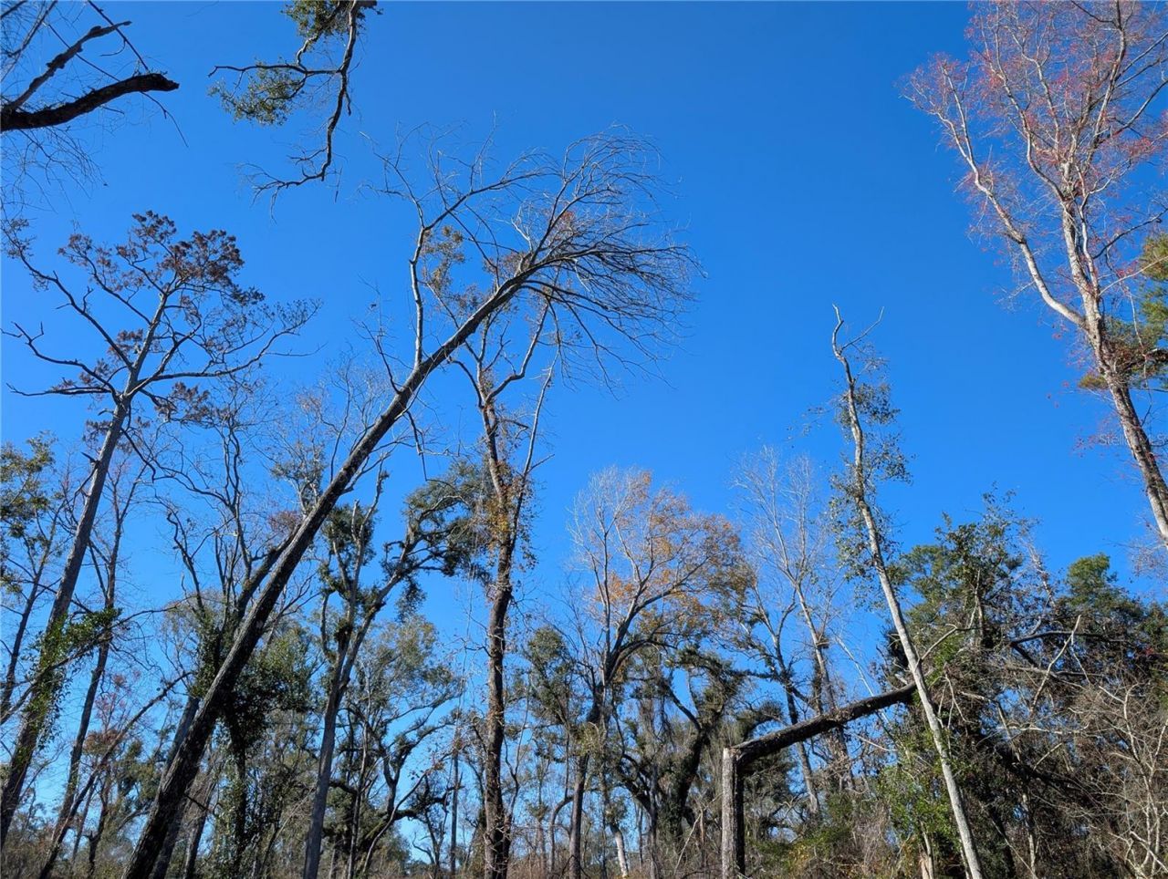 Nw Fox Run Trail, Lot #107, Mayo, FL 32066 Photo