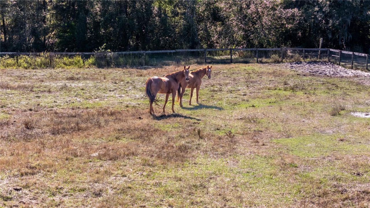 0 Tarpon Springs Road, Odessa, FL 33556 Photo